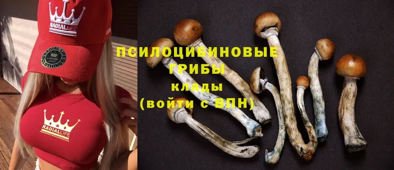 Псилоцибиновые грибы Psilocybine cubensis  Ворсма 